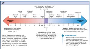 pH scale and physiological relevance