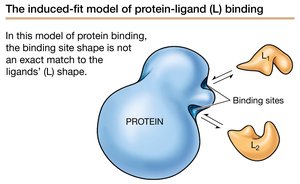 Induced-fit model of protein-ligand binding