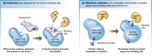 Cofactor and allosteric activation of proteins