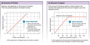 Effect of temperature and pH on protein activity and denaturation