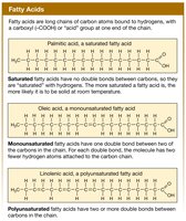 Types of fatty acids: saturated, monounsaturated, polyunsaturated