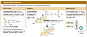 Lipid-related molecules: eicosanoids, steroids, phospholipids