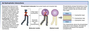 Hydrophobic interactions and phospholipid bilayer formation