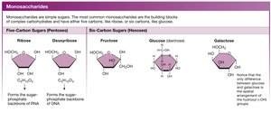 Structures of common monosaccharides