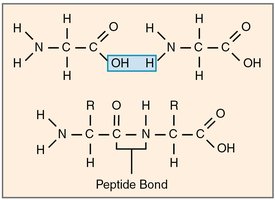 Peptide bond formation between amino acids