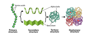 Levels of protein structure: primary, secondary, tertiary, quaternary