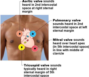 Heart valve auscultation points on chest