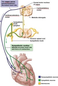 Autonomic nervous system control of heart rate
