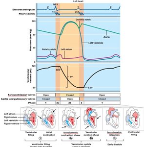 Wigger's diagram of the cardiac cycle