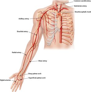 Major arteries of the arm