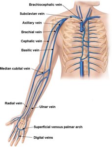 Major veins of the arm