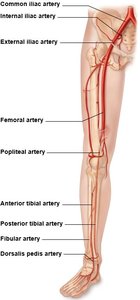 Major arteries of the leg
