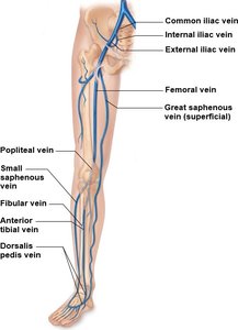Major veins of the leg