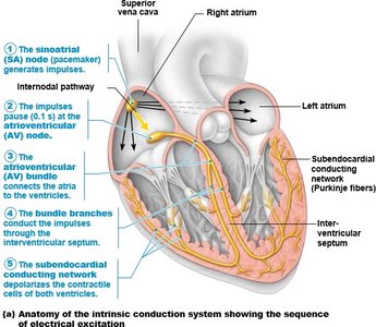 Cardiac conduction system anatomy