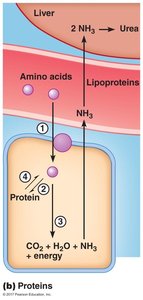 Protein metabolism: uptake, utilization, and storage