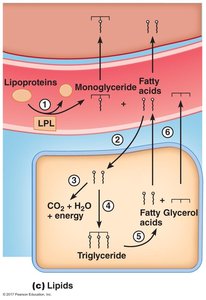 Lipid metabolism: uptake, utilization, and storage