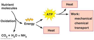 Energy flow: nutrient oxidation, ATP production, work, and heat