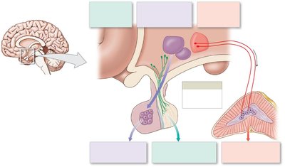 Three mechanisms of hypothalamic control over endocrine function