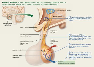 Hypothalamus and pituitary interactions (posterior pituitary)