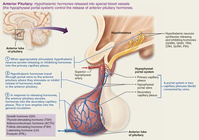 Hypothalamus and pituitary interactions (anterior pituitary)