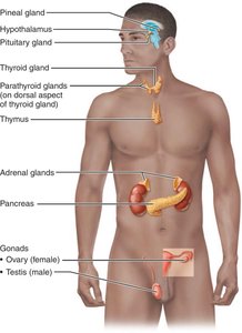 Location of selected endocrine organs of the body