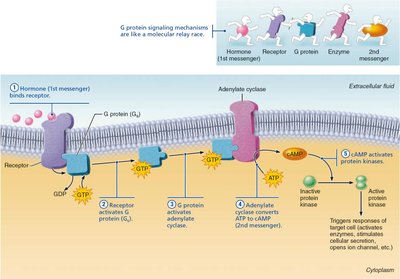 Cyclic AMP second-messenger mechanism of water-soluble hormones