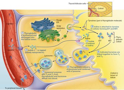 Synthesis of thyroid hormone