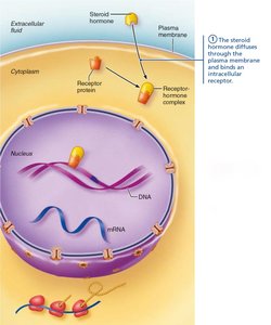 Direct gene activation mechanism of lipid-soluble hormones (step 1)