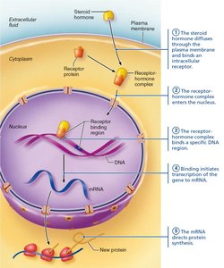 Direct gene activation mechanism of lipid-soluble hormones (steps 1-5)