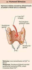 Humoral stimulus: parathyroid hormone release