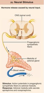 Neural stimulus: adrenal medulla hormone release