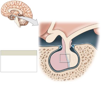 Orientation and anatomy of the pituitary gland