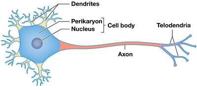 Neuron Axonal Compartment Anatomy & Physiology Nervous System Study Guide | Notes
