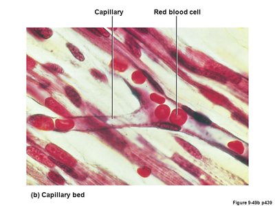 Sectional and surface view of erythrocyte