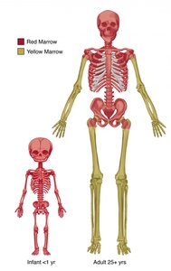 Red and yellow marrow distribution in skeleton