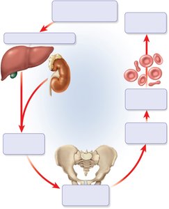 Erythropoiesis feedback loop