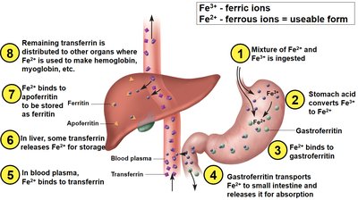 Iron absorption and transport