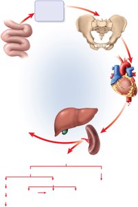 Erythrocyte life cycle and disposal