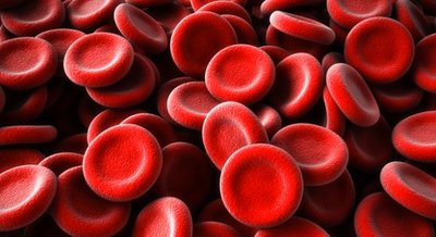 Plasma membrane and blood type antigens