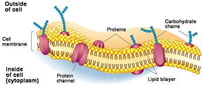 Antigen-antibody interaction