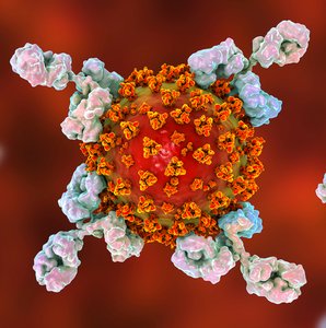 Agglutination of RBCs by antibodies