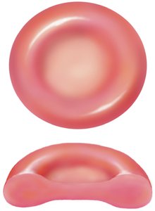 Biconcave shape of erythrocyte