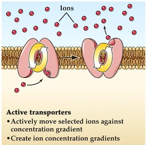 Active transporters