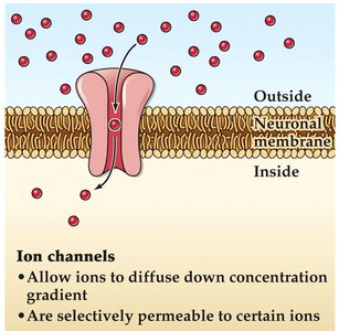 Ion channels