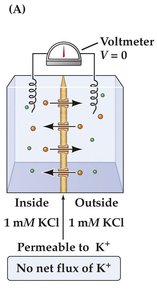 Two-compartment model, equal KCl