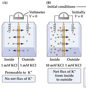 Two-compartment model, KCl gradient