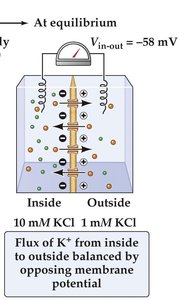 Two-compartment model, equilibrium