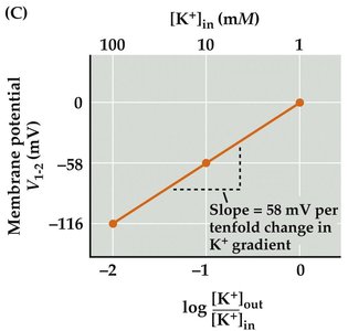 Plot of membrane potential vs log K+ gradient