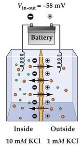 Battery controls membrane potential