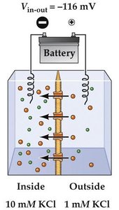 Battery controls membrane potential